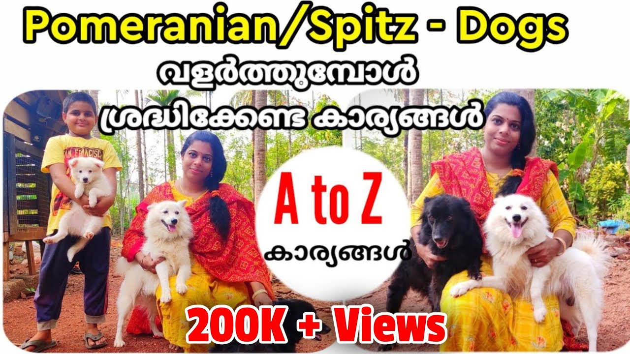 Pomeranian/Spitz - Dogs വളർത്തുമ്പോൾ ശ്രദ്ധിക്കേണ്ട കാര്യങ്ങൾ A to z കാര്യങ്ങൾ |