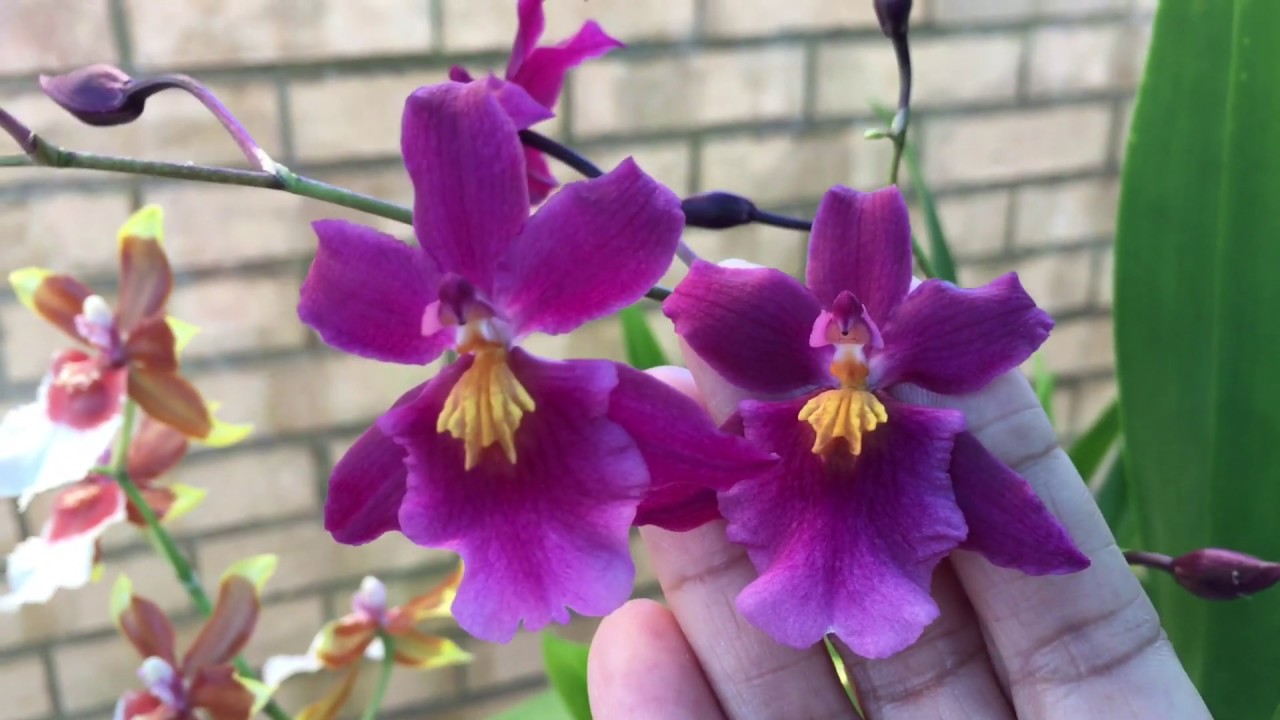 如可施肥及修剪文心蘭的種植方法分享（4-12-2019）