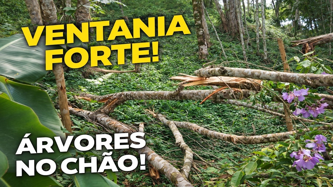Tempestade e ventania causam estragos | Árvores caídas e isca caseira para abelha sem ferrão