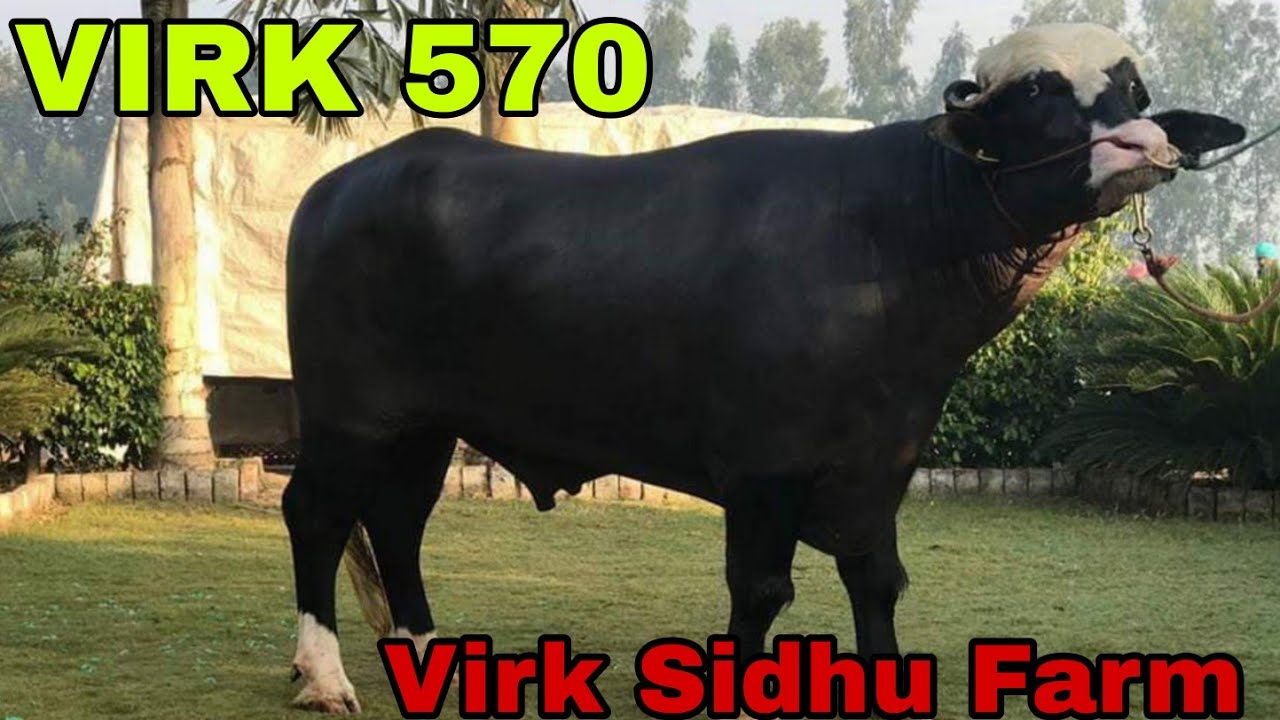 Virk 570 nili ravi bull