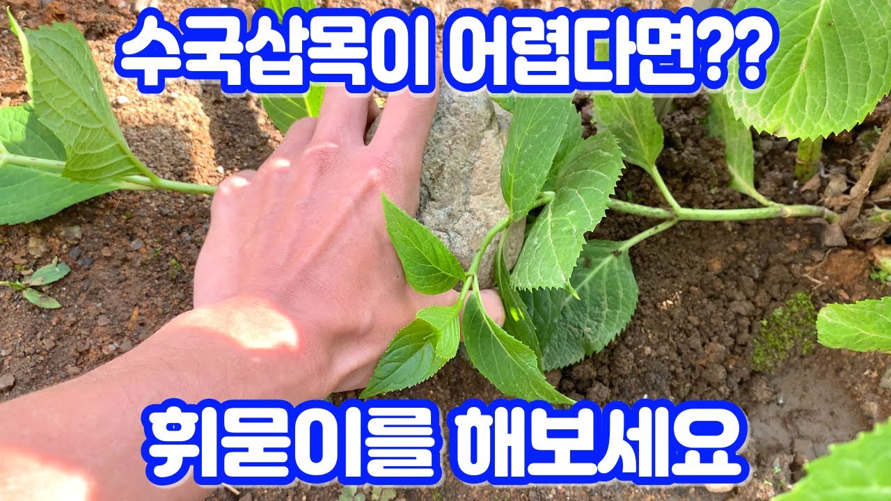 수국삽목이 어렵다면 휘묻이를 해보세요!! 실패없는 수국번식법 휘묻이!!
