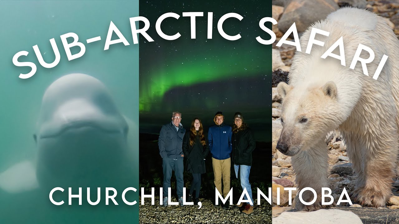 Polar Bears, Beluga Whales and Northern Lights in Churchill, Manitoba, Canada