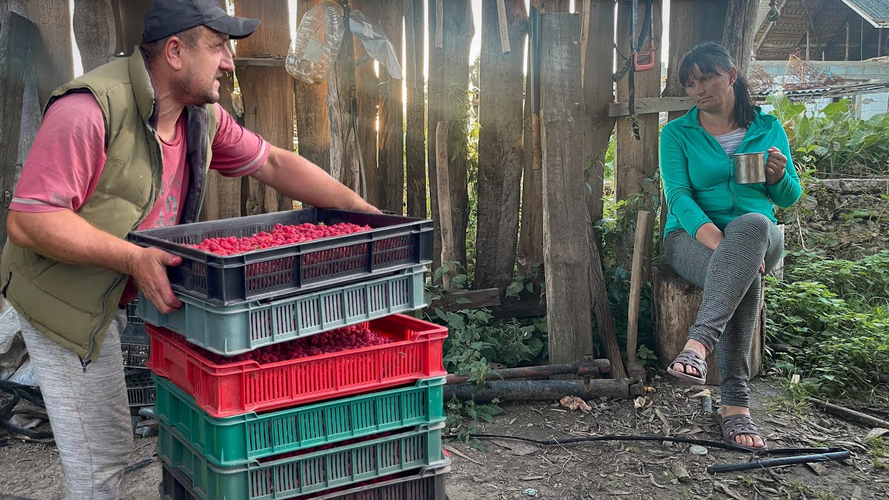 END OF SUMMER IN THE VILLAGE: raspberry harvest and traditional village lunch🥩🥕🌽