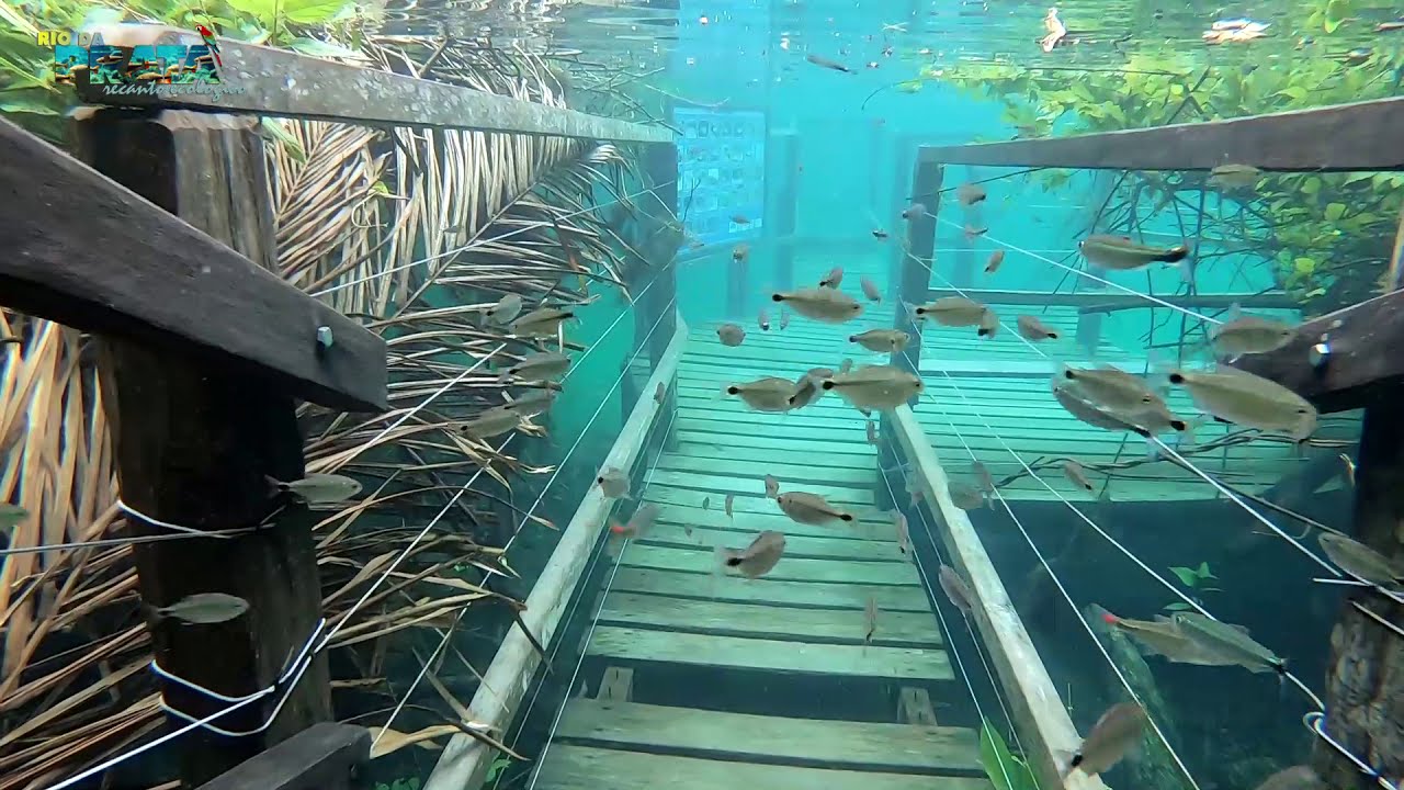 Deck Submerso  no Recanto Ecológico Rio da Prata - 22 de Janeiro de 2021