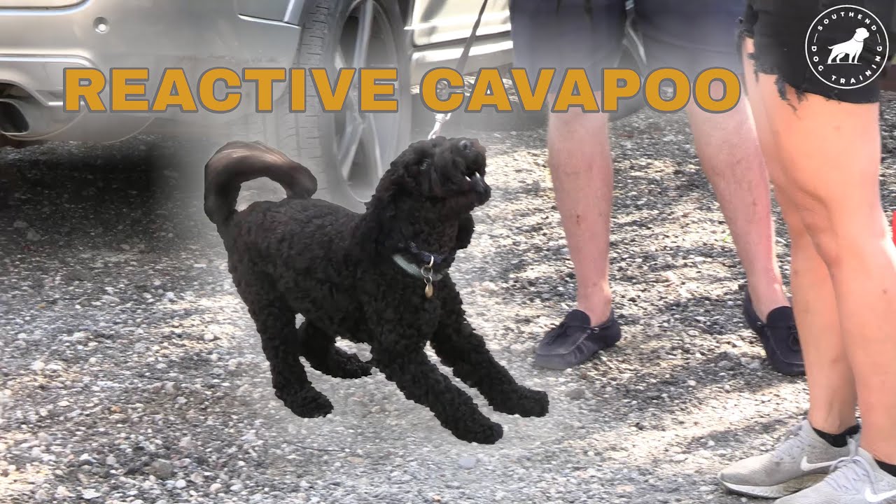 Cavapoo Highly Dog Reactive and Needy