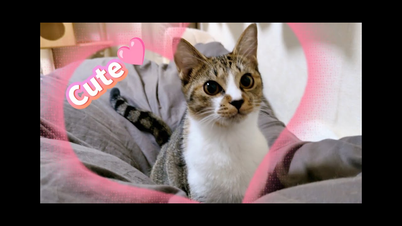 羽毛布団にぴょ～ん！が大好きな5ヶ月の子猫（Pt）がCUTE♡