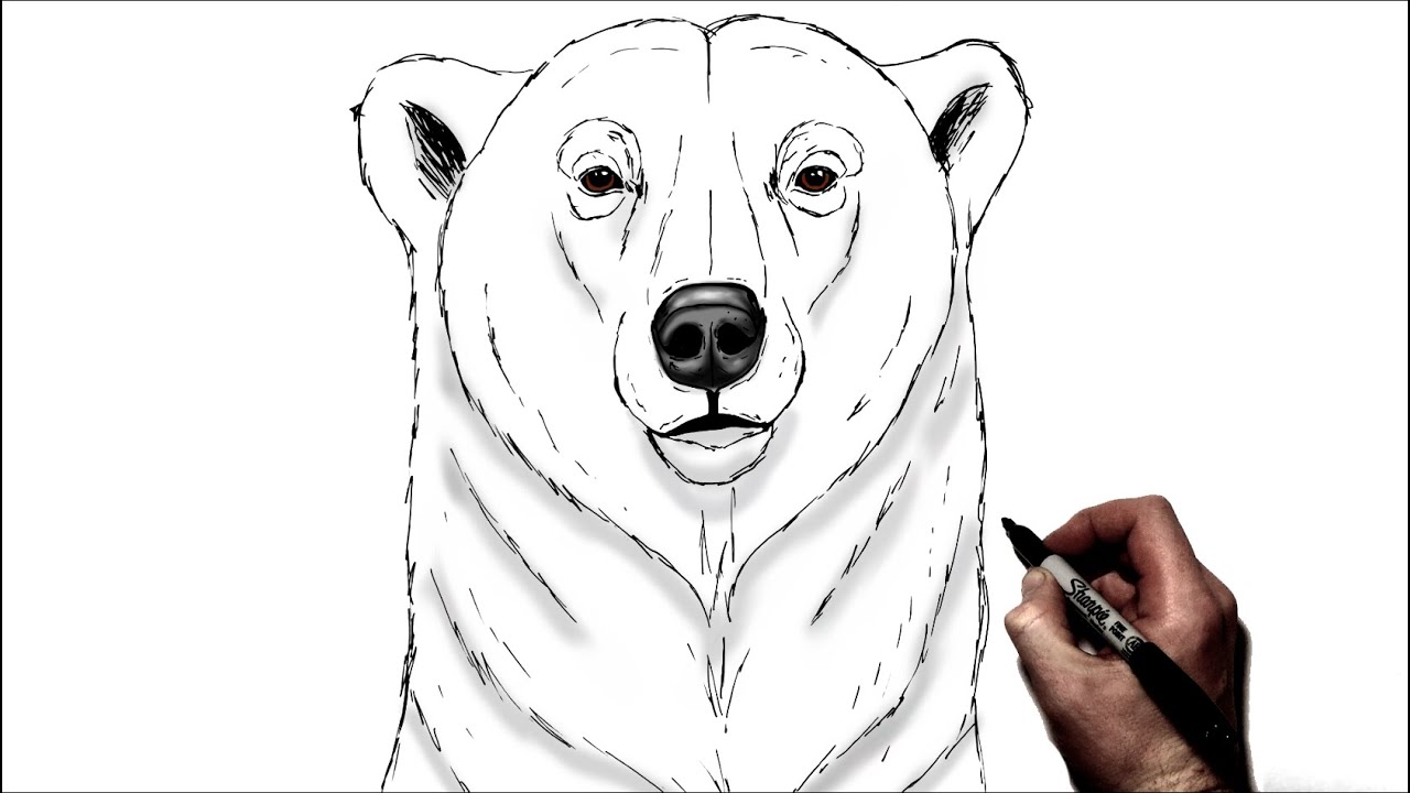 How To Draw A Polar Bear | Step By Step