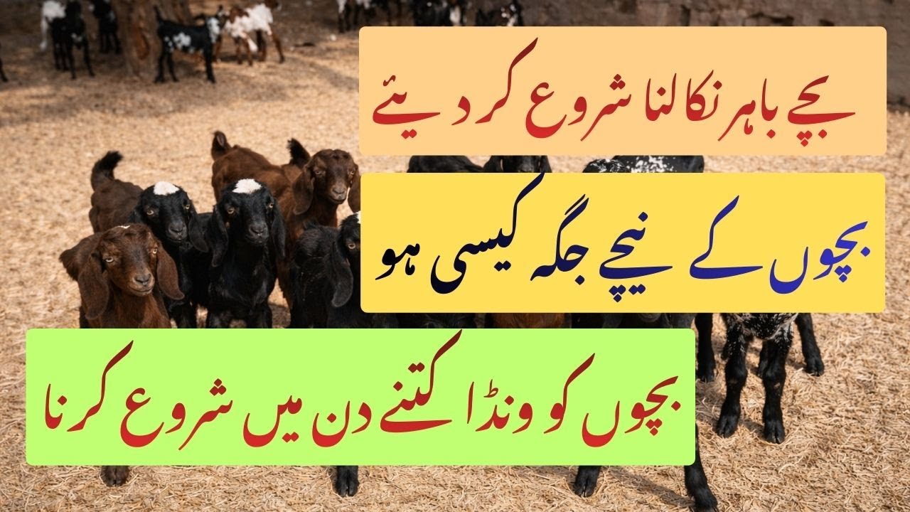 بکری کے بچوں کی دیکھ بھال اور ونڈا کا استعمال