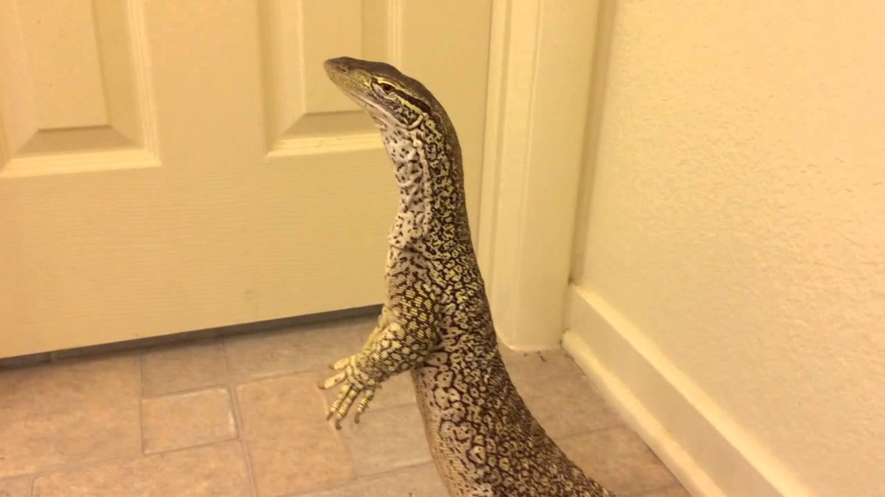 Boop