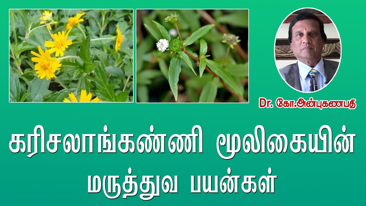 கரிசலாங்கண்ணி மருத்துவ பயன்கள் | Karisalankanni medicinal uses