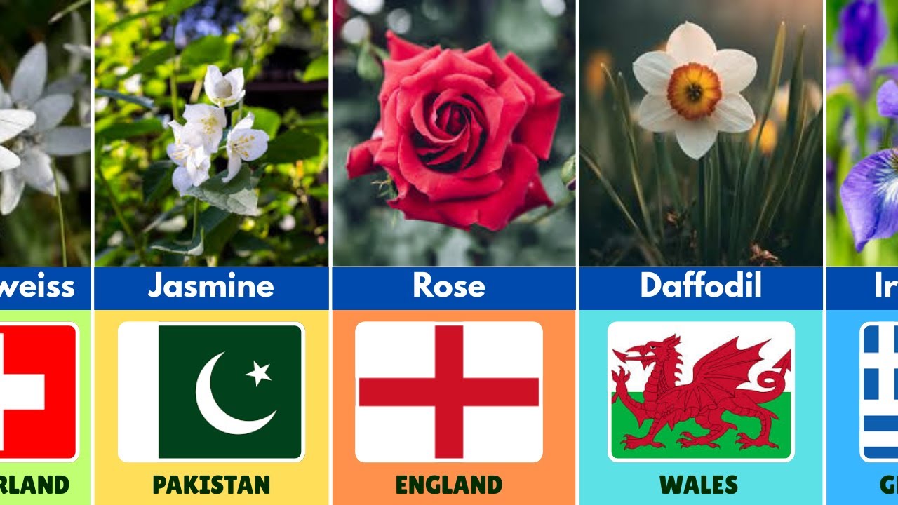 Famous🌸 Flowers from Different Countries 🌍
