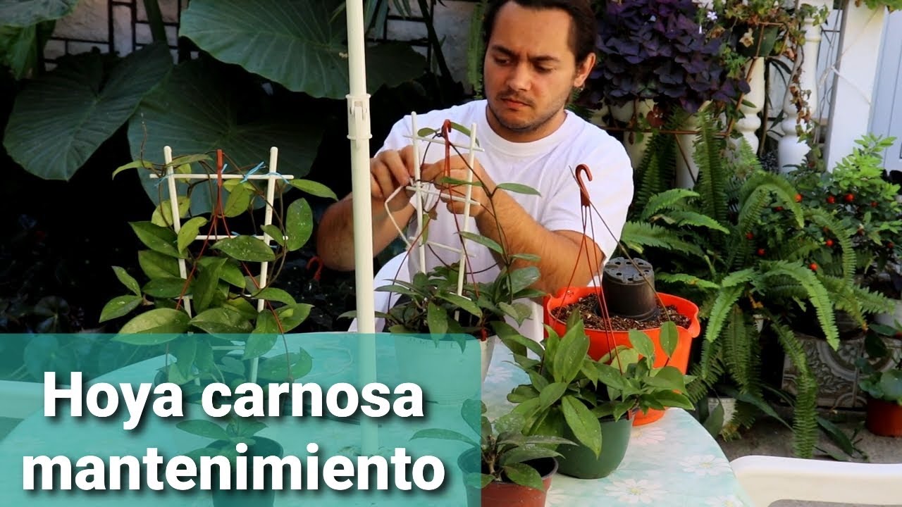 Hoya carnosa o flor de cera  mantenimiento y reproduccion