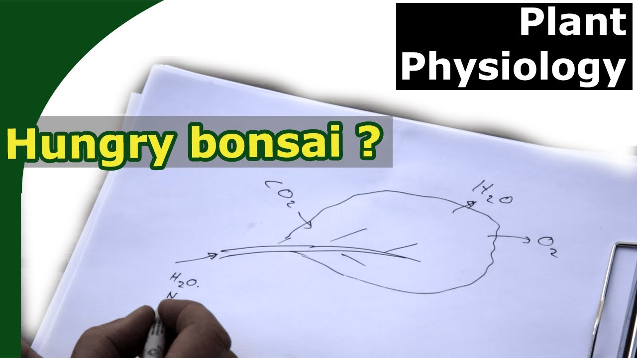 What is good bonsai fertilizer? (Understand N, P, K, Mg, Ca, Fe, S)