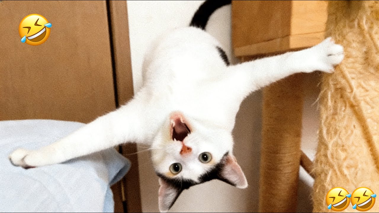 Funniest Cats and Dogs Clips 2026😼🐶Try Not To Laugh😜The Funniest Moments Ever 🐶🍗🤣