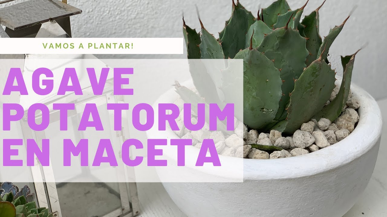 👩🏼‍🌾 Trasplantando Agave Potatorum var. verschaffeltii