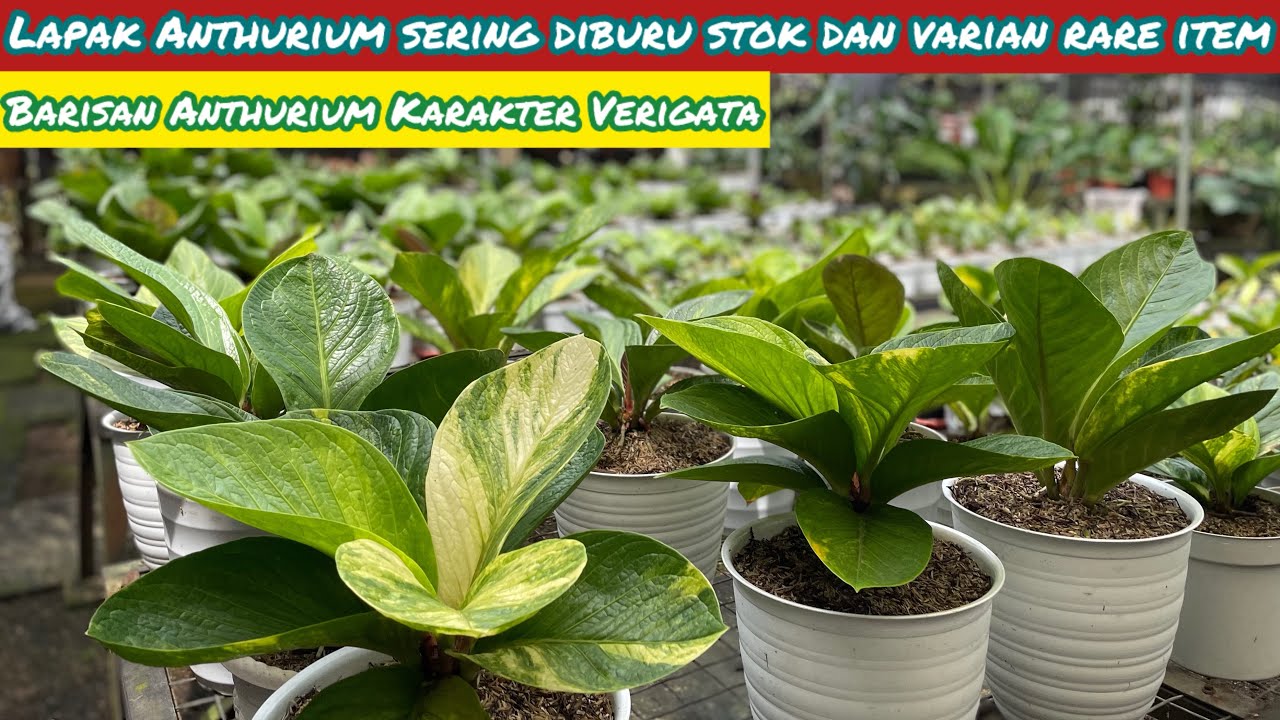SUPER LENGKAPP VARIAN RARE ITEM ANTHURIUM JEMANI DI RAGUNAN ⁉️