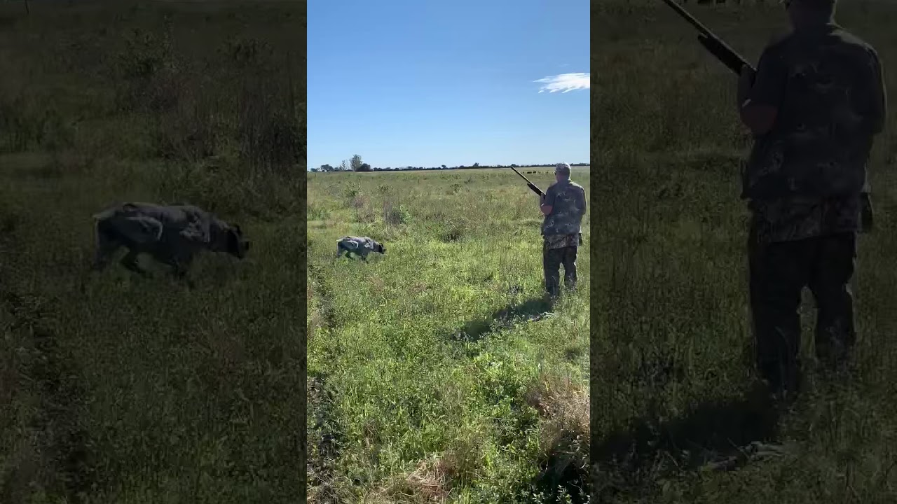 Perdiz hunting in Argentina