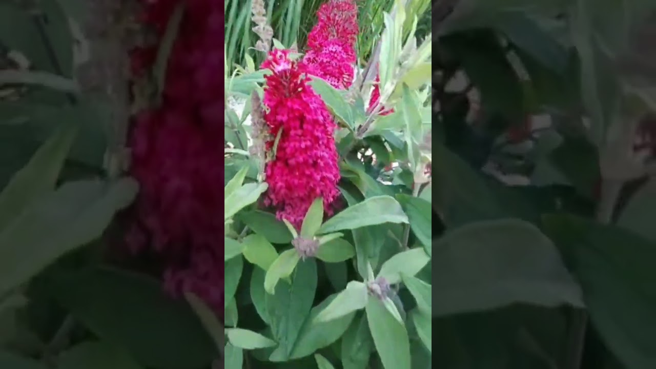 krzew motyli- miniaturowy #szepcząceogrody #gardeninspiration #plantflower #gardeningyoutube #shorts