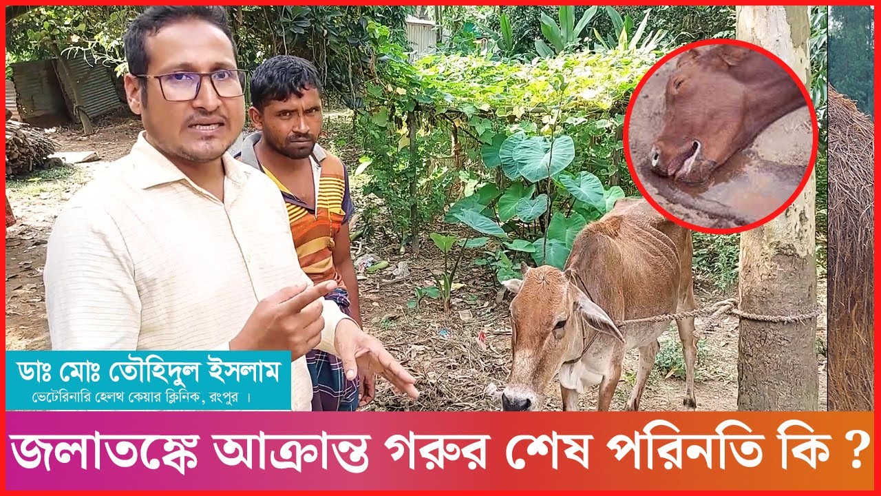 জলাতঙ্কে আক্রান্ত গরুর শেষ পরিনতি কি ! এদের কি সুস্থ করা সম্ভব ? Cattle Rabies | Dr.Touhidul Islam
