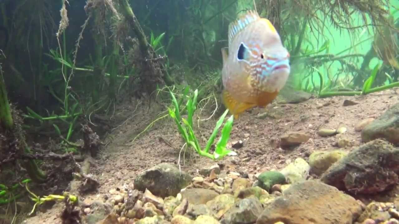 longear sunfish