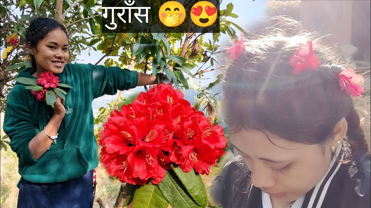 आज चाहिँ हामी गुराँस सँग गुन्द्रुक खाँदै😅🤷 ||Village life style vlog 