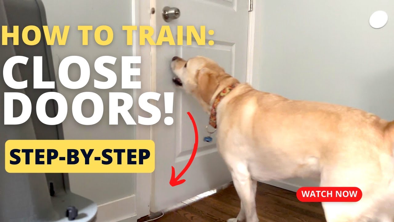 Teach Your Dog To Close The Door in Minutes! (Step-By-Step)