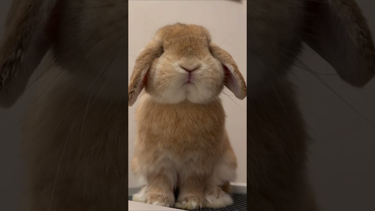 Why Does a Rabbit Wiggle Its Nose? 🐰😂
