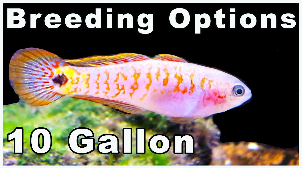 10 Gallon Aquarium Breeding For Profit Options: Time to Make Some Money!