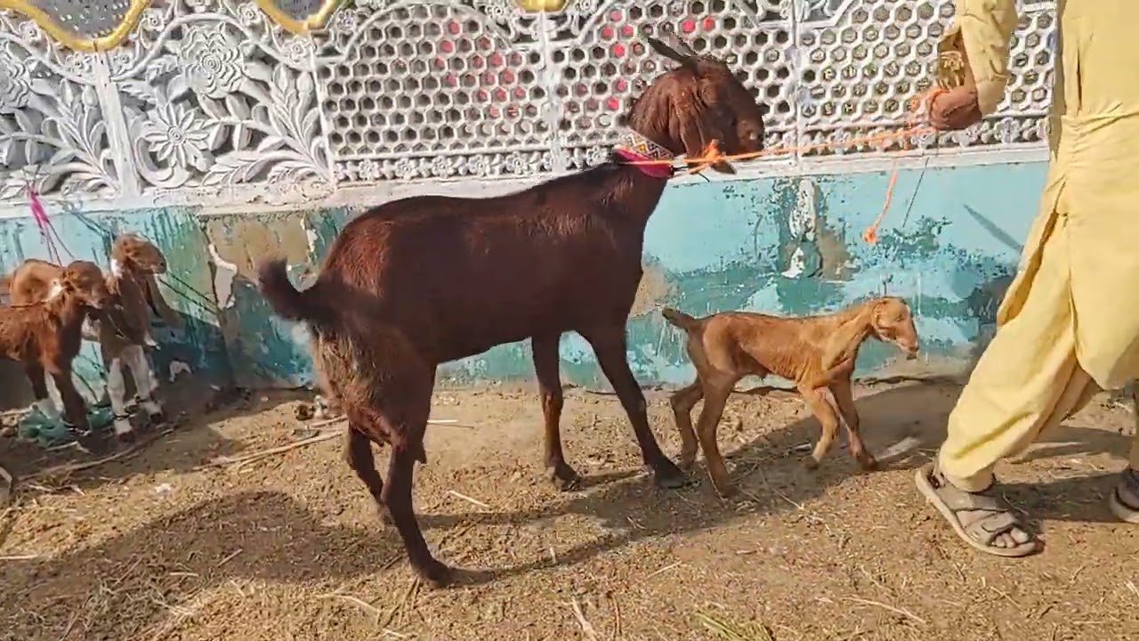 Thatta Bakra Mandi 