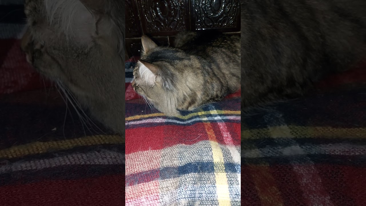 Котик 