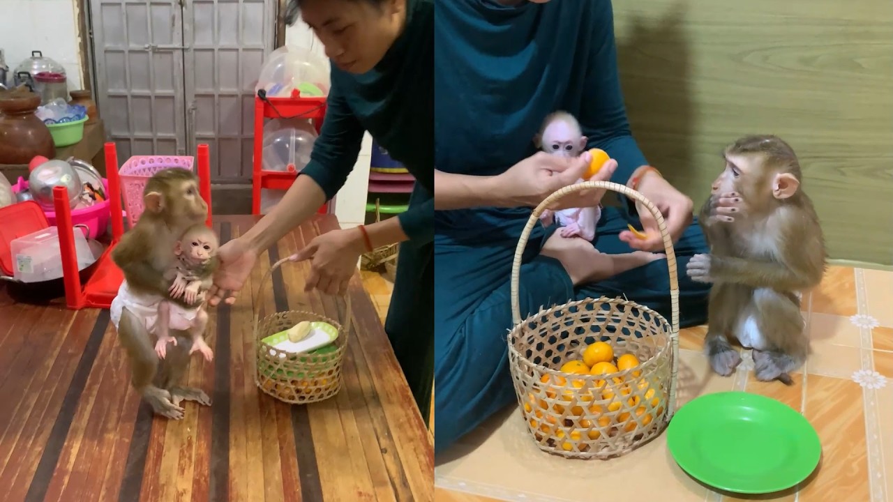 Sweet Monkey Mom & Baby Enjoy Orange Snack Time 🍊🐵 | Adorable Family Moments