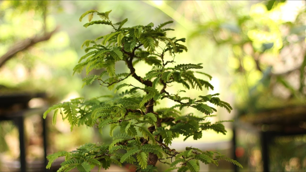 Tamarindos - LOGAN (Tamarindus Indica)  vídeo 13