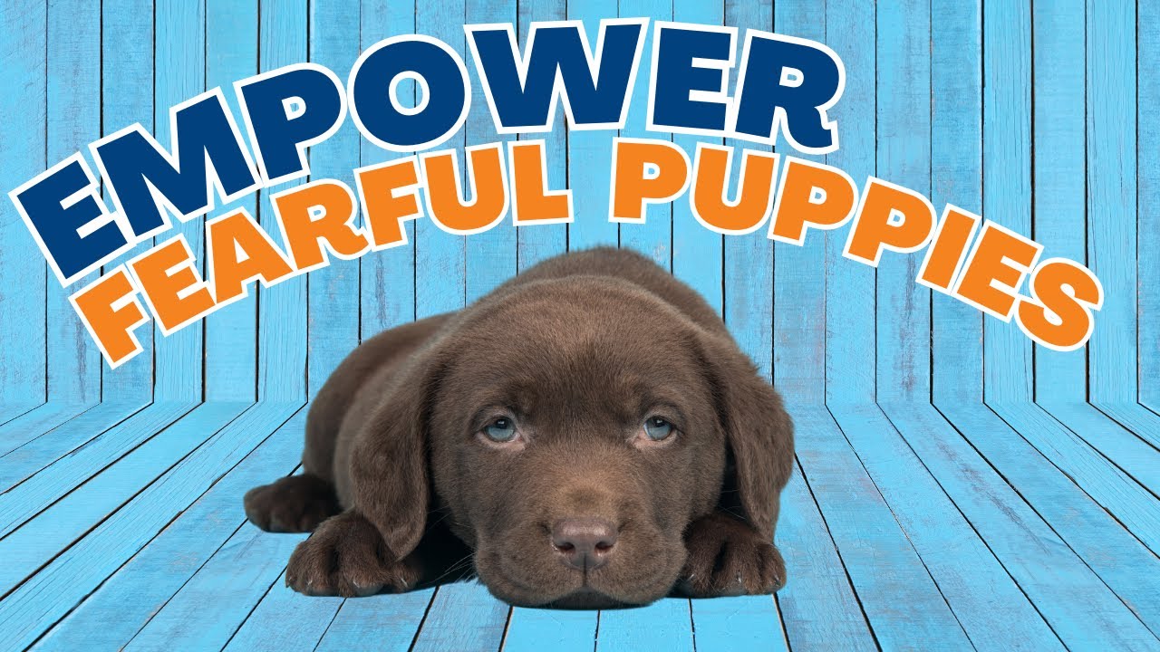 Puppy Fear Periods: Help For Socializing Puppies Or Rescue Dogs Scared Of People #199 #podcast