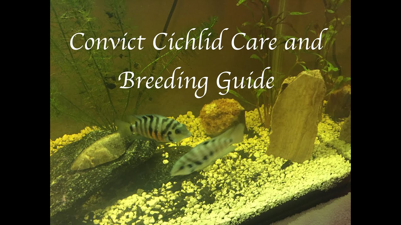 Convict Cichlid Care and Breeding Guide