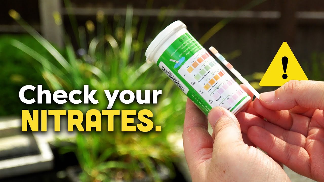 Pond Nitrates Explained: What Causes Them & How to Remove Them Naturally