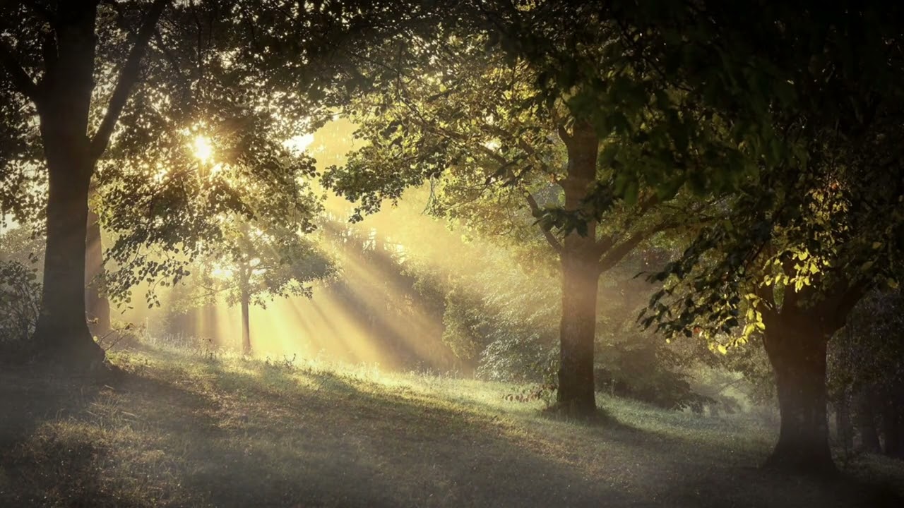 Melodies of Nature that Bring Deep Relaxation │Nature Beats