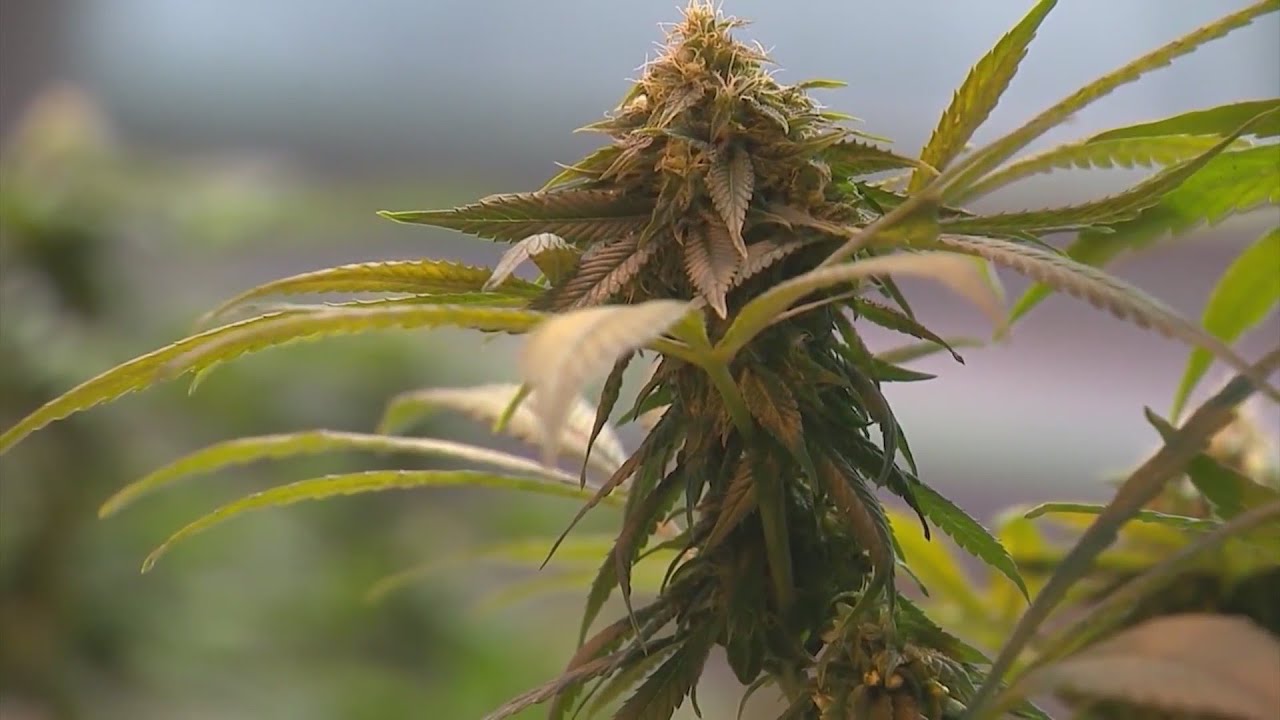 Despite Virginia's new marijuana law, it's still a federal offense