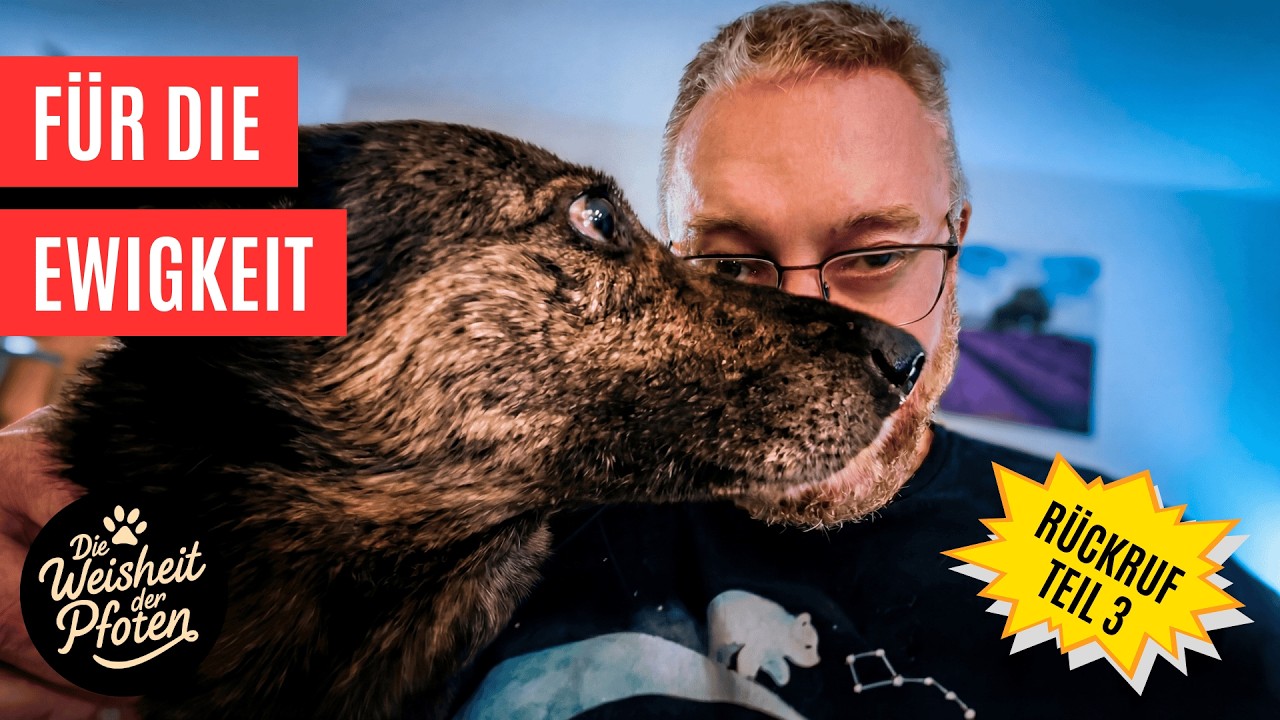 Dein Hund kommt nur wenn er will? Das ändert sich jetzt (Rückruf Teil 3)