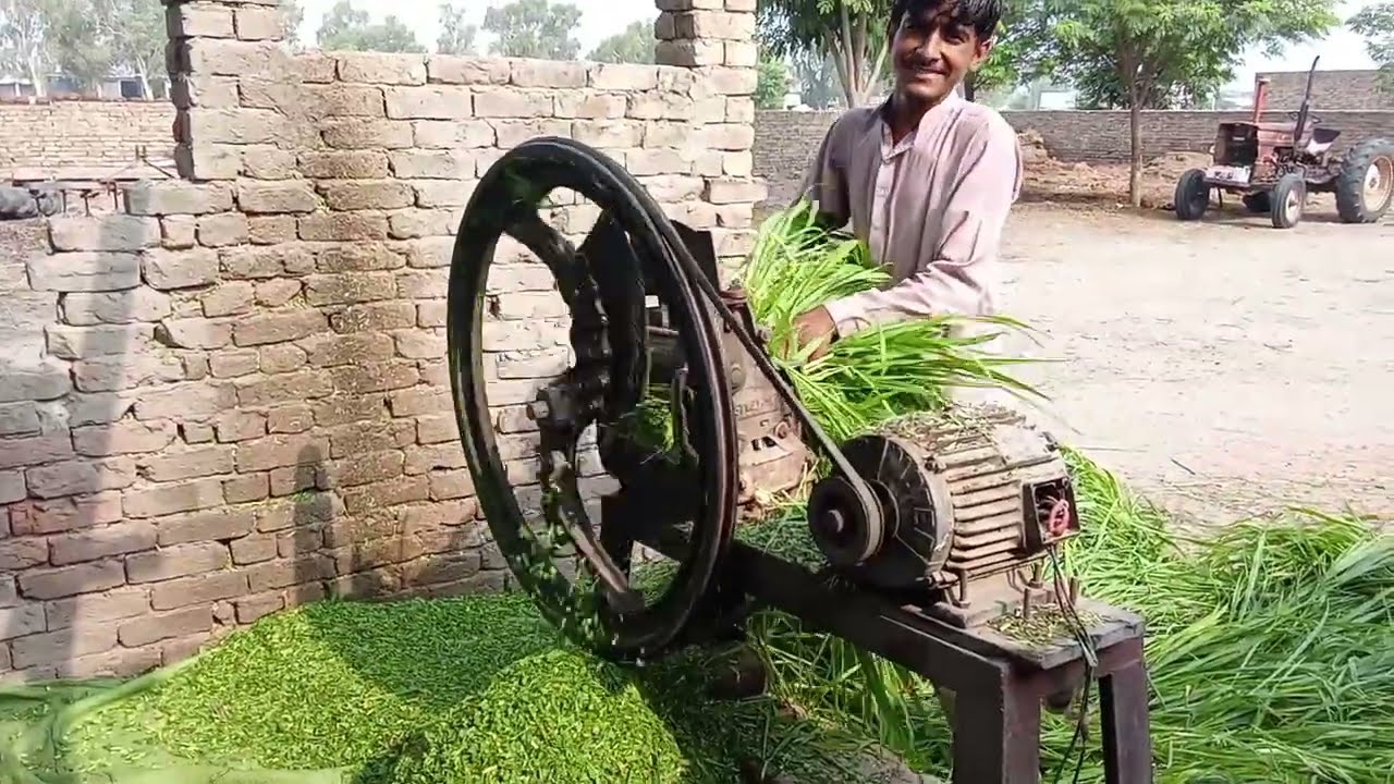 اج میرے کزن نے چارہ کترا اور میرے چاچو نے اٹھا لیا اپنی بکری کے لئے کزن کو غصہ اگیا