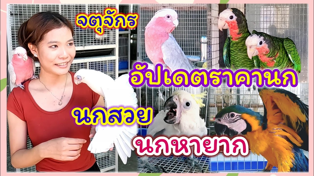 อัปเดตราคานก นกสวยๆ นกหายาก จตุจักร จัดส่งได้ทั่วประเทศ ร้านนุ JJ