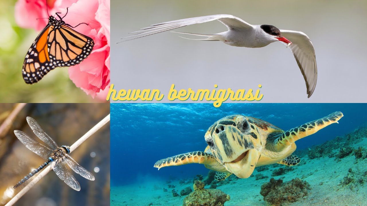 ini lah hewan yang selalu berpindah tempat dengan jarak yang jauh / migratory animals