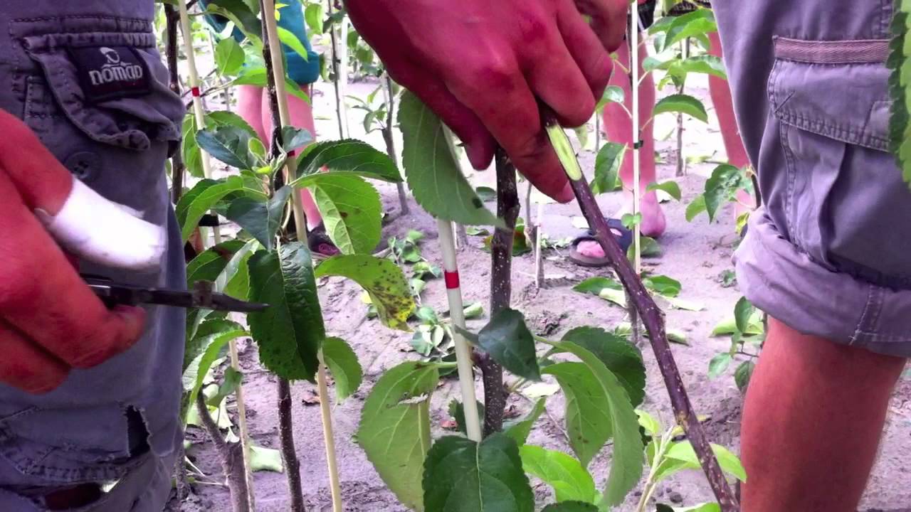 chipbudding 2.0