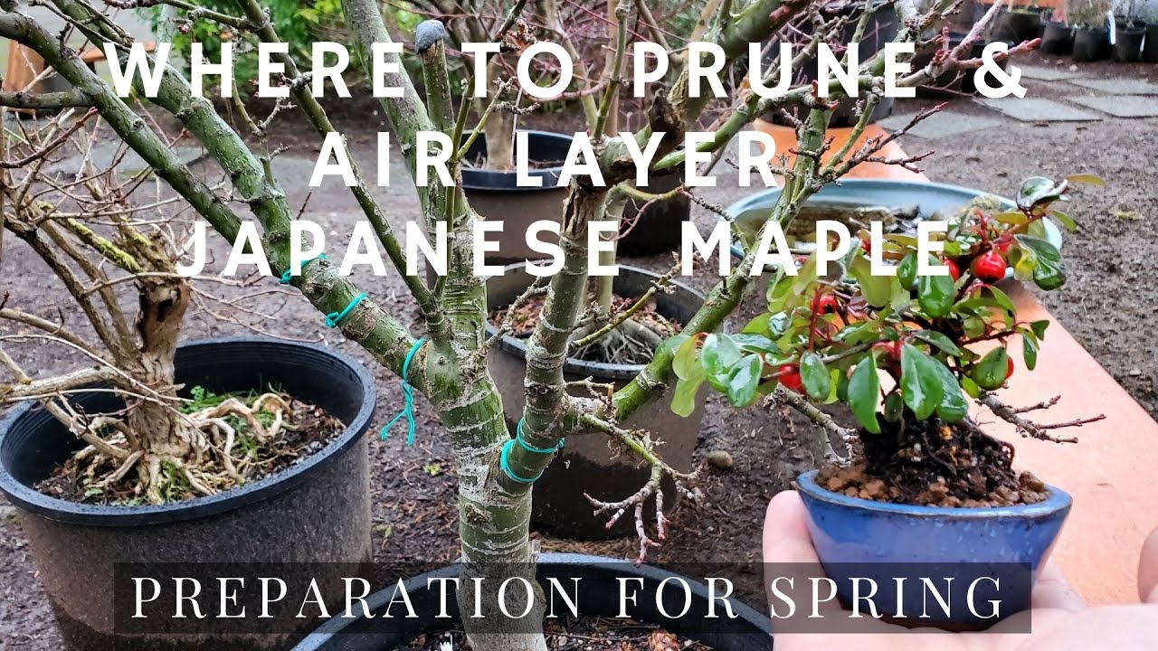 Where to Prune & Air Layer Japanese Maple - Preparation for Spring