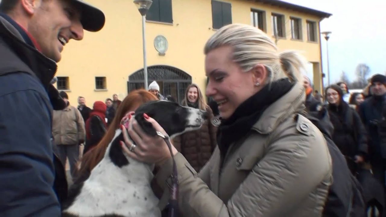 29 Retired Greyhound in ITALY (GACI) - 22. January 2011