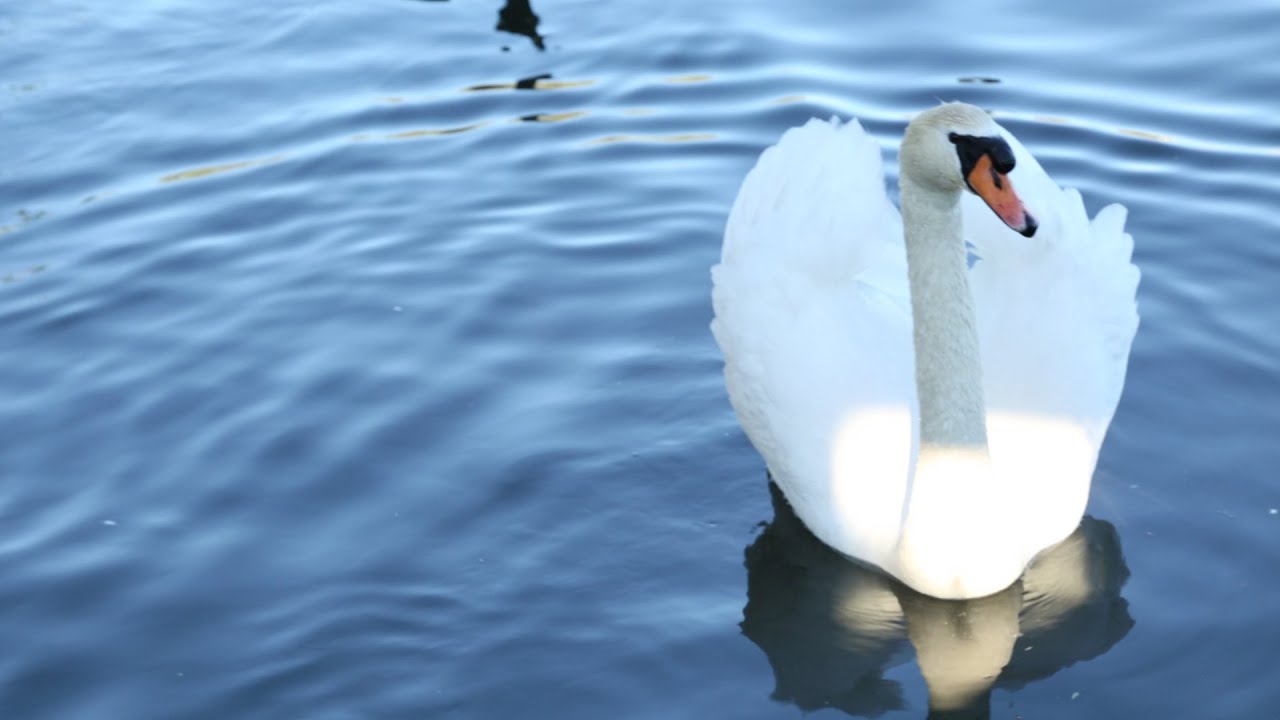 West Hendon Brent reservoir