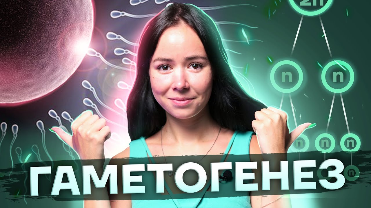 Гаметогенез: главная тема в ЕГЭ по биологии 2025 | Умскул