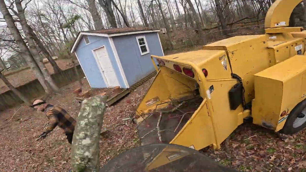 PINE TREE REMOVAL