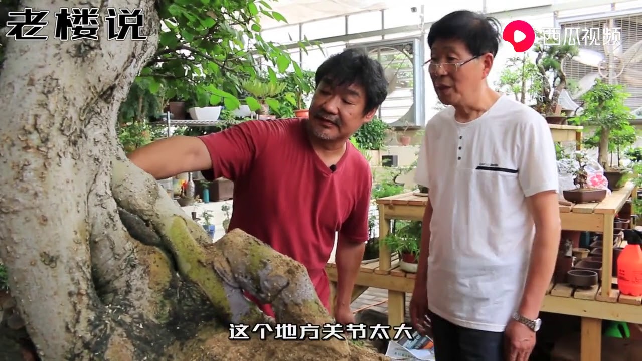 大型菩提树盆景现场改造，几人合力终于将它变的更完美！