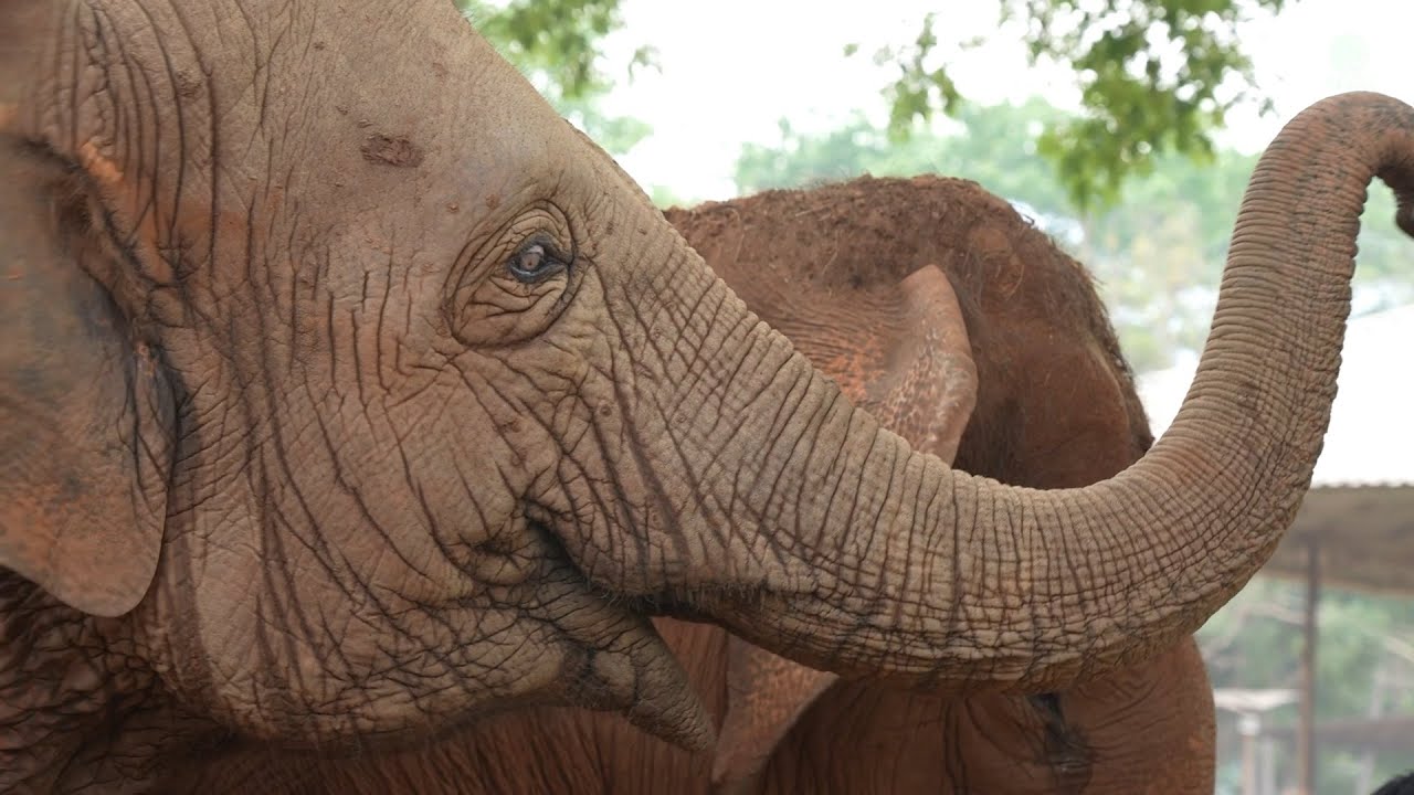 When Rescued Elephants Realize They Are Free - ElephantNews