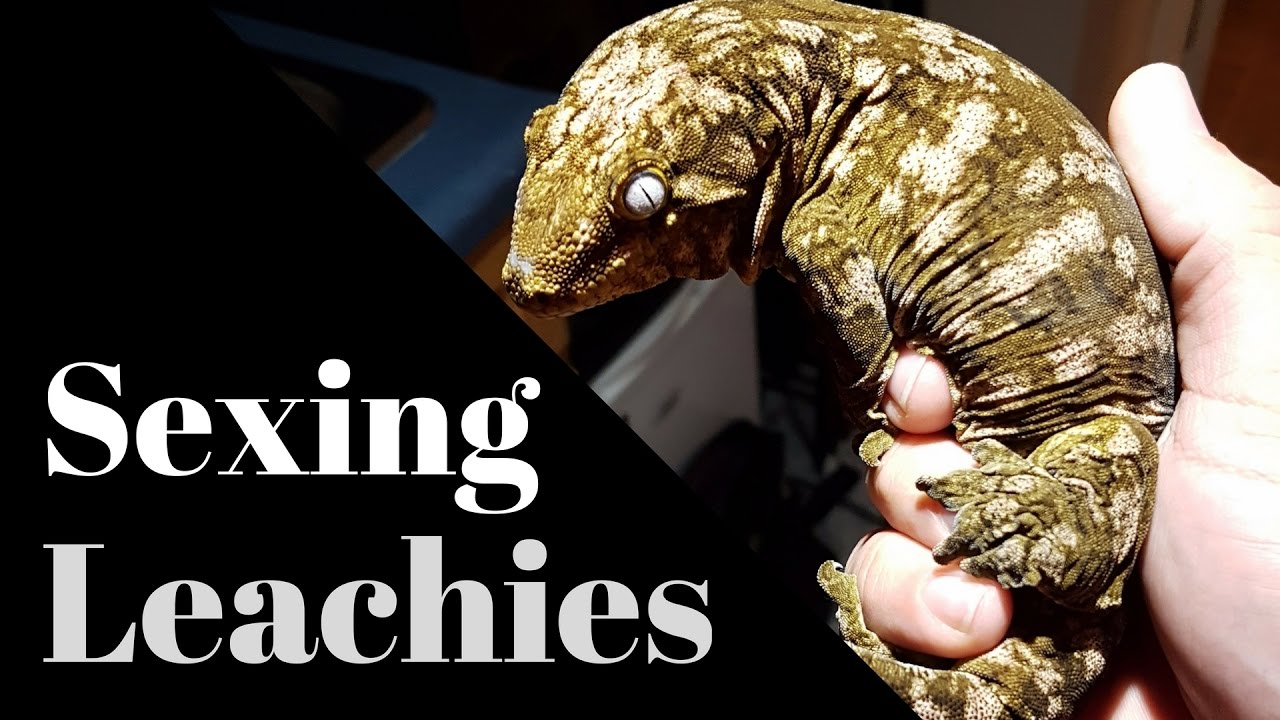 Sexing Rhacodactylus Leachianus Geckos